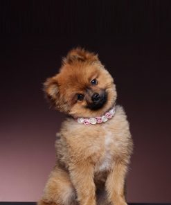 trouw halsband voor de hond SAM-03