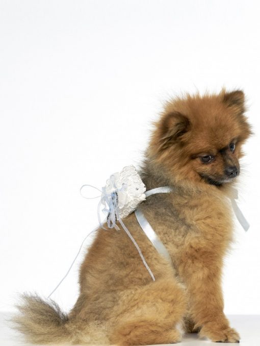 Ringkussen voor hond Sam-03
